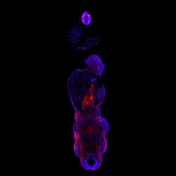 MXRA5 gene expression in a CS16 human embryonic heart